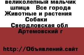 великолепный мальчик шпица - Все города Животные и растения » Собаки   . Свердловская обл.,Артемовский г.